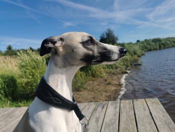 Ivy, Whippet