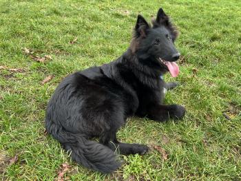 Tobby, Belgian Shepherd Dog