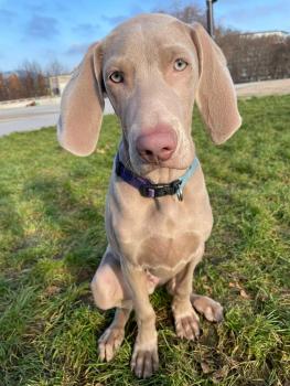 Torfine, Weimaraner