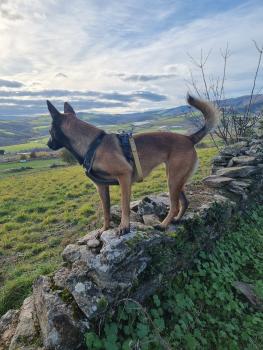 Rita, Malinois Shepherd Dog