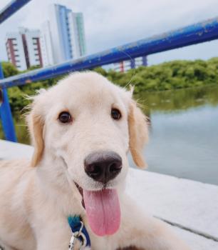 Bento, Golden Retriever