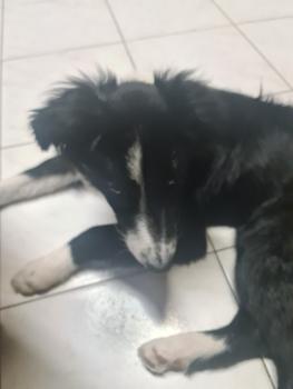 Poopy, Border Collie