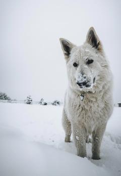 Yeti, White swiss Shepherd Dog