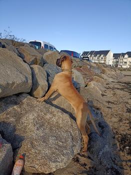 Tango, Dogue Allemand