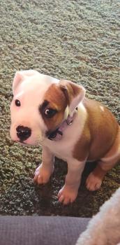Remi, Staffordshire Bull Terrier