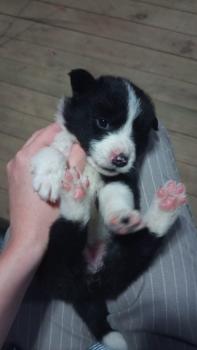 Marge, Border Collie