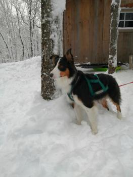 Sacha, Border Collie