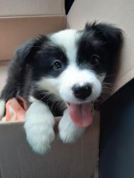 Oliver, Border Collie