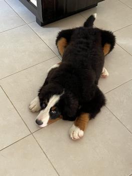 Dibu, Berner Sennenhund