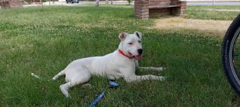Eva, Dogo Argentino
