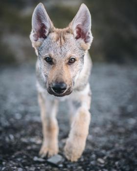 Wylie, Czeslovakian Wolfdog