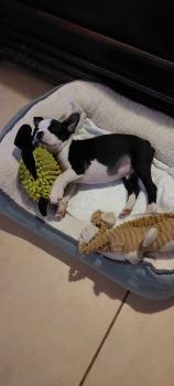 Loqui, Boston Terrier