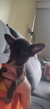 Zeca, Chihuahua