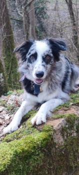 Rimbaud, Border Collie
