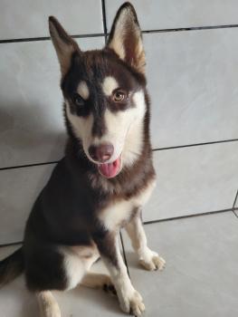 Logan, Husky Siberiano