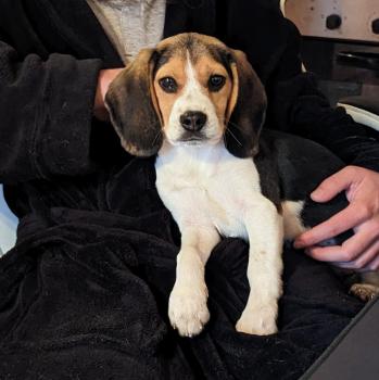 Turia, Beagle