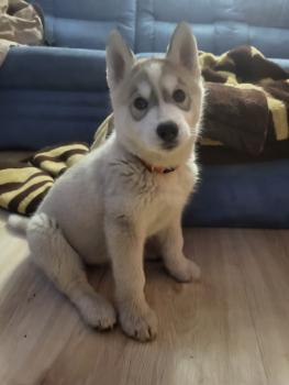 Shiva, Husky Siberien