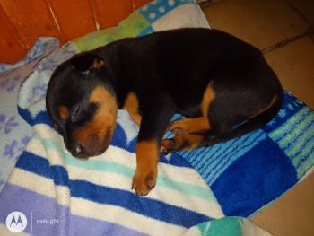 Drako, Rottweiler