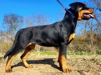 Touchka, Rottweiler