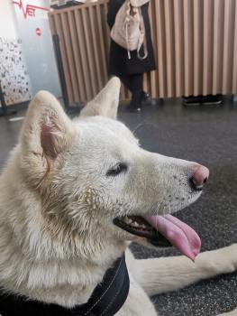 Yuki, Akita Inu