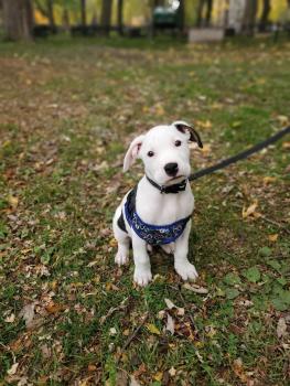 Angus, American Staffordshire Terrier