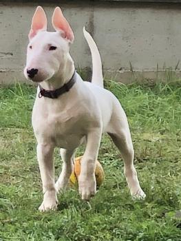 Giacomo, Bull Terrier