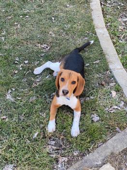 Arés, Beagle