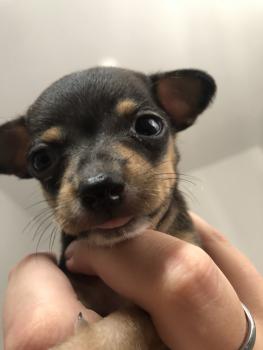 Jamal Ribeiro mathias, Pinscher (Alemán)