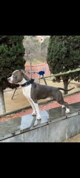 Blue CansJuansa, American staffordshire terrier