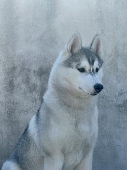 ANTHEA, Siberian Husky