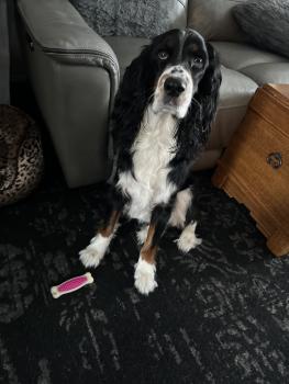 Dash, Springer spaniel inglés