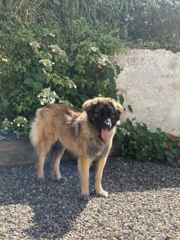 M, Leonberg
