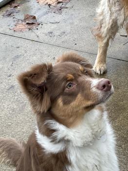 Toscane, Australian Shepherd