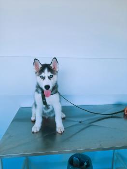 Thor, Siberian Husky