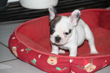Tino, Bouledogue francese