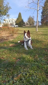 Tolkky, Border Collie