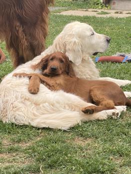 BeeJay, Irish Red Setter