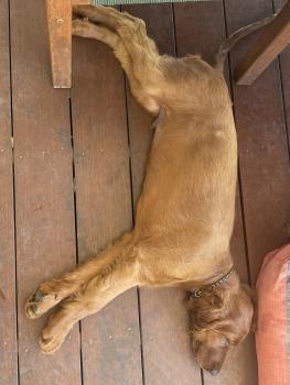 Moose, Setter Irlandés