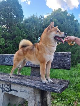 Ryuu, Shiba Inu Japonés