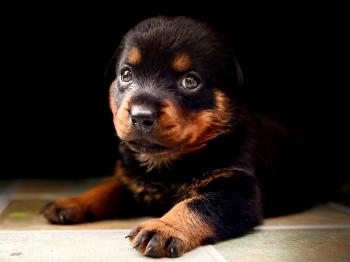 Eva, Rottweiler