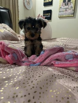 Chloe, Yorkshire Terrier