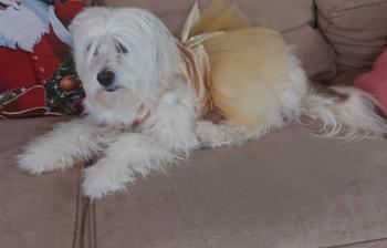 Titi, Coton de Tulear