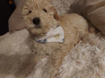 Nala, Caniche