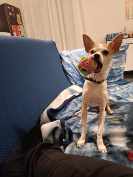 Poppy, Chihuahua