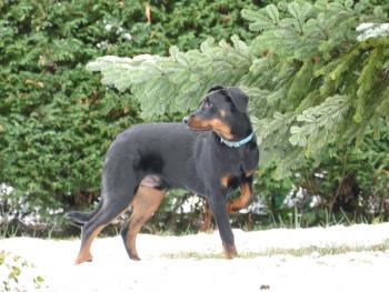 Tao, Beauceron