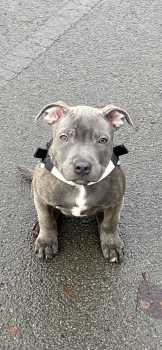 Oakley, Staffordshire Bull Terrier