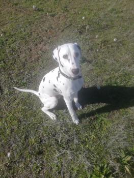 Tanjiro, Dalmatien