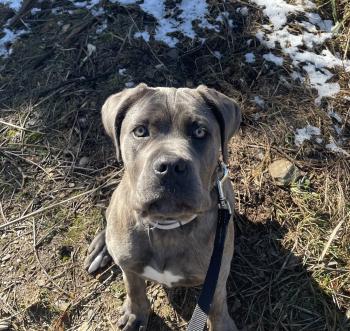 Deva, Cane Corso