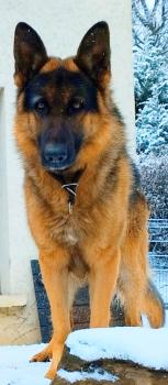 Pavot, German Shepherd Dog
