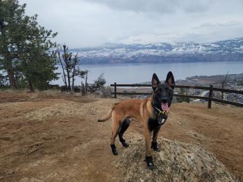 Summit, Malinois Shepherd Dog